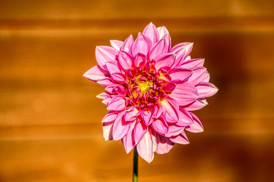 Flower plant dahlia garden
