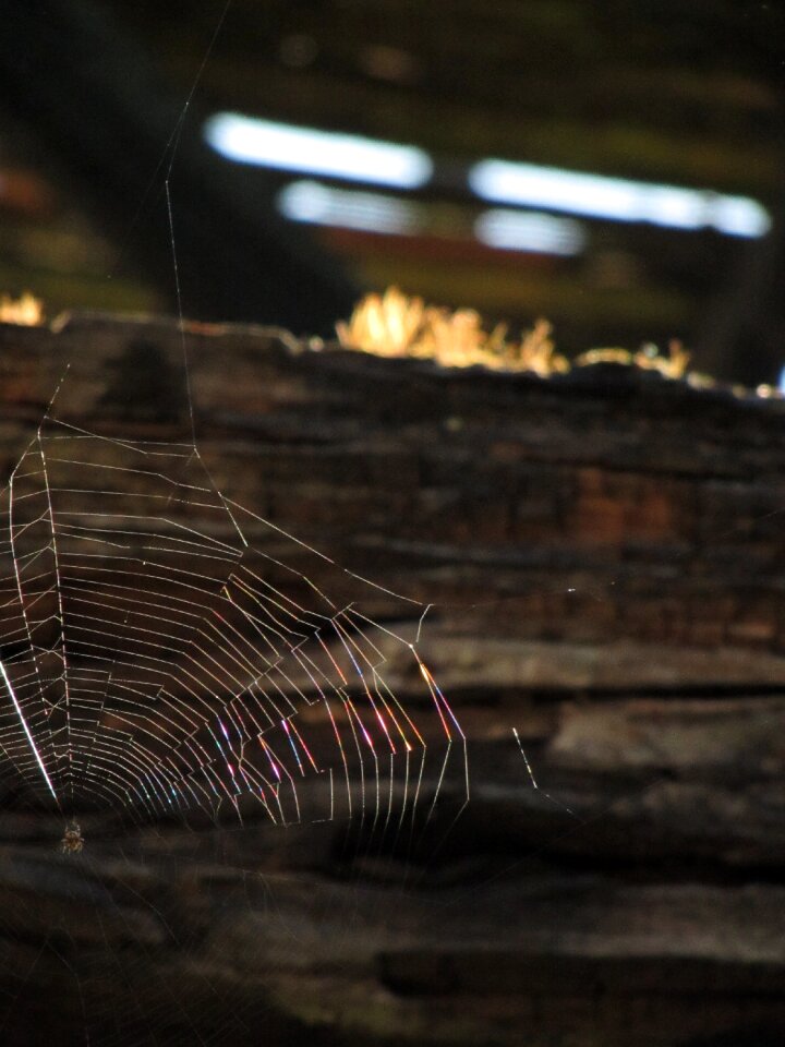 Sun sunset wood
