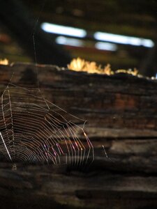 Sun sunset wood