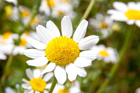 Nature yellow margaret wild