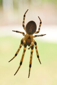 Spider arachnid insect photo