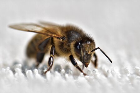 Pollen nature close up