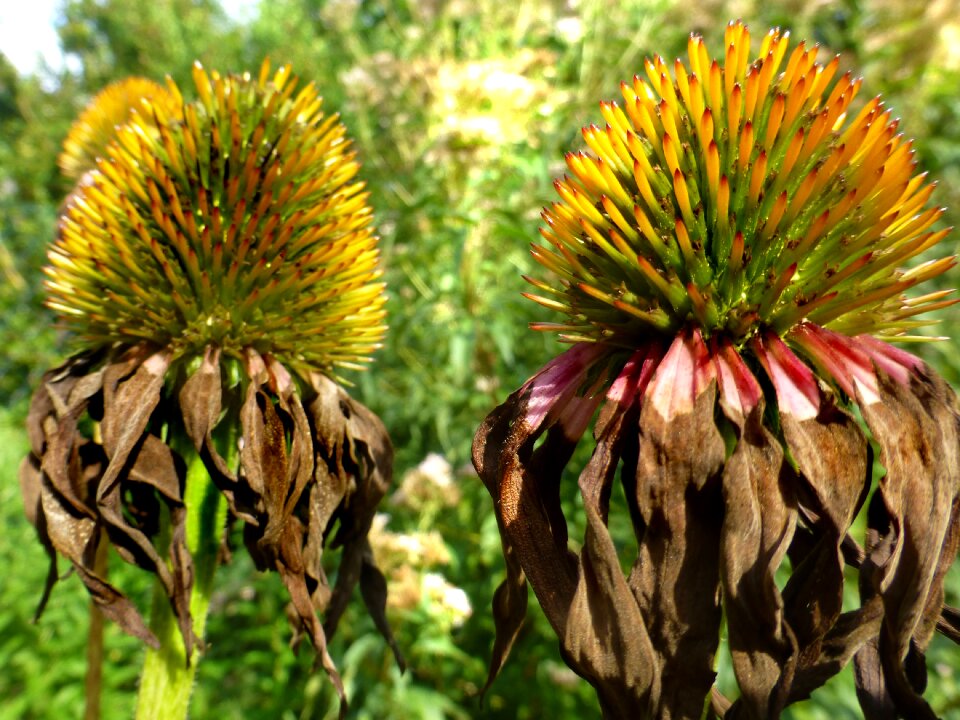 Medicinal plant garden faded