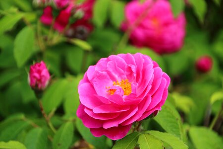 Flowering garden petals photo