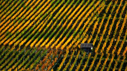 Vines autumn rebhaus