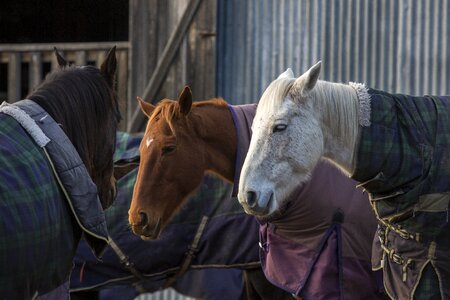 Horses winter white horse