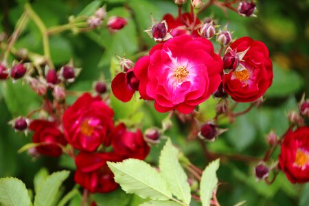 Garden rosebush plant photo