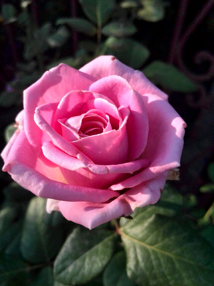 Plant nature blooming