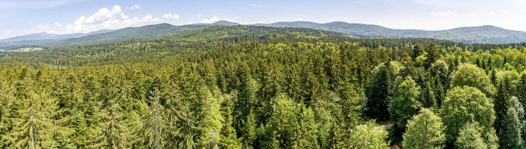 Nature trees landscape