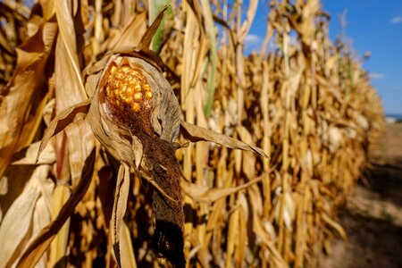 Field agriculture arable