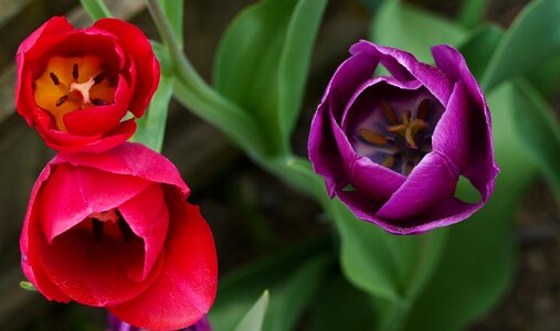 Flowers tulips red