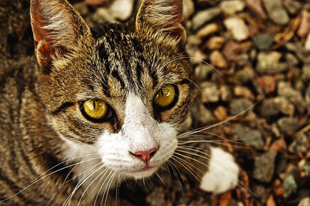 Portrait hairy animals photo