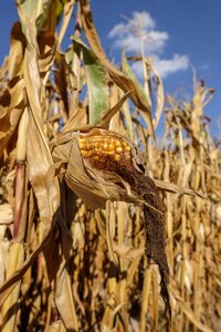 Field agriculture arable