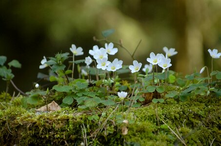 Red clover forest moss photo