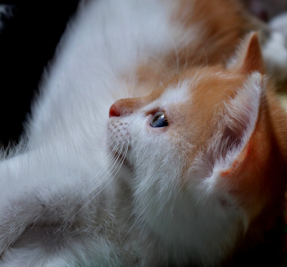 Kitten domestic cat close up