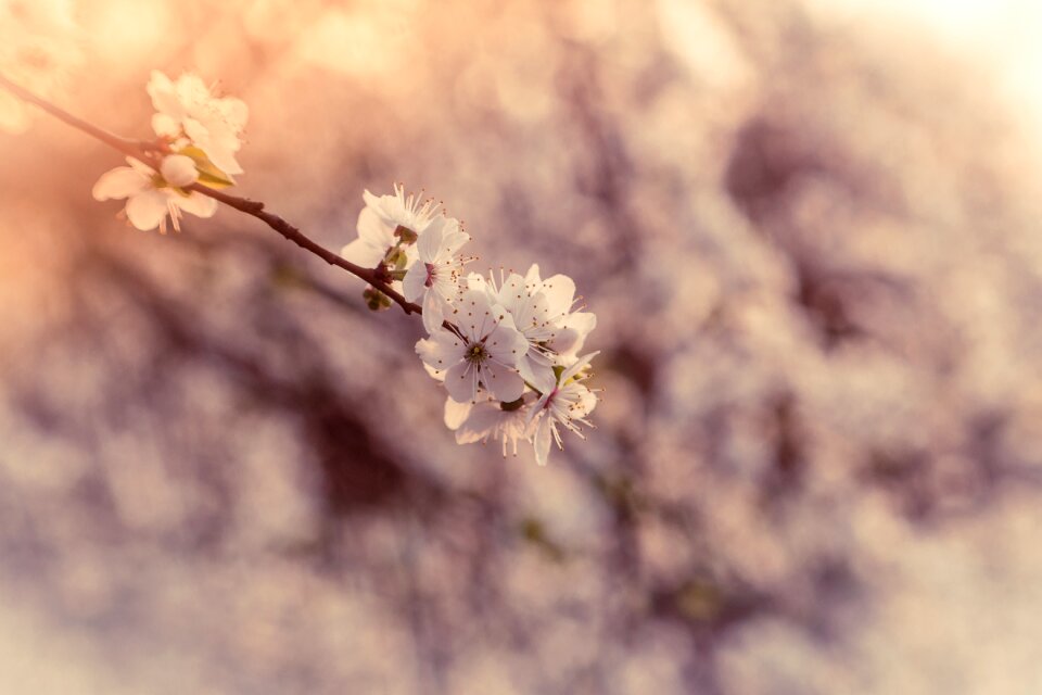 Flowers spring pink