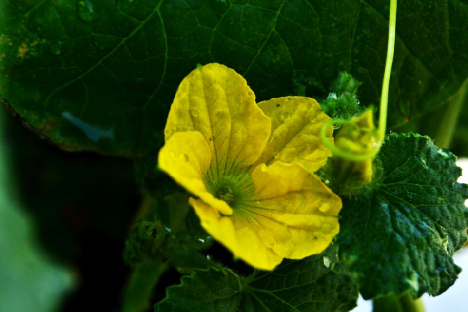 Nature flora petals