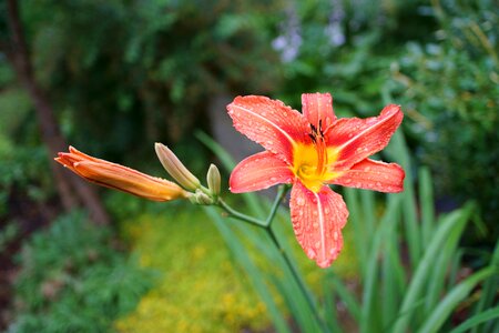 Summer plant the petals