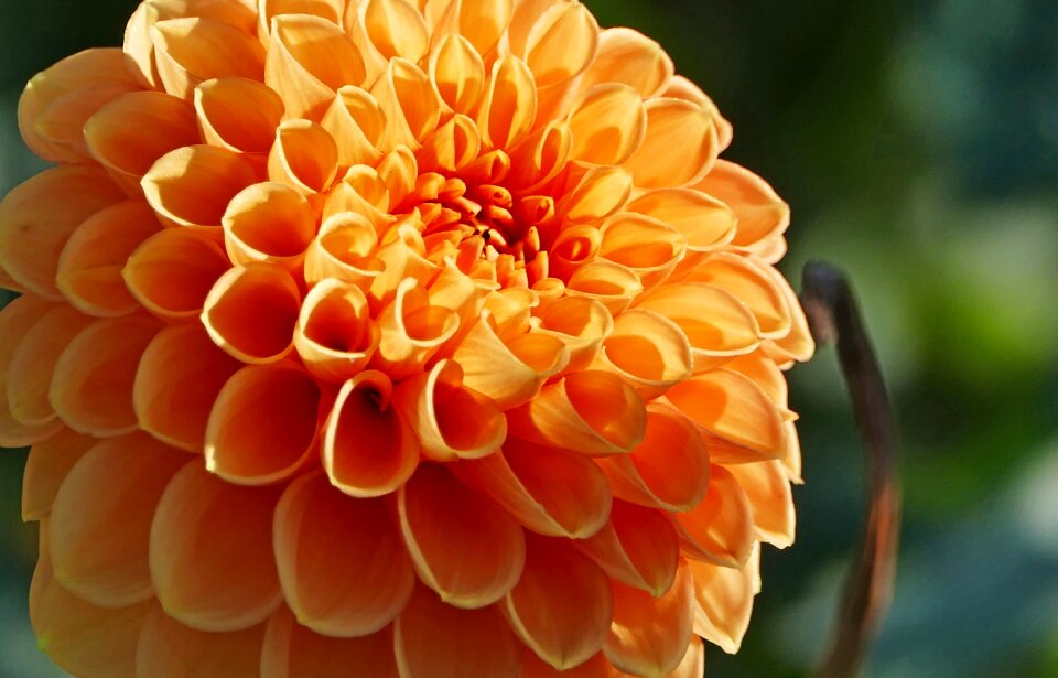 Dahlia orange light