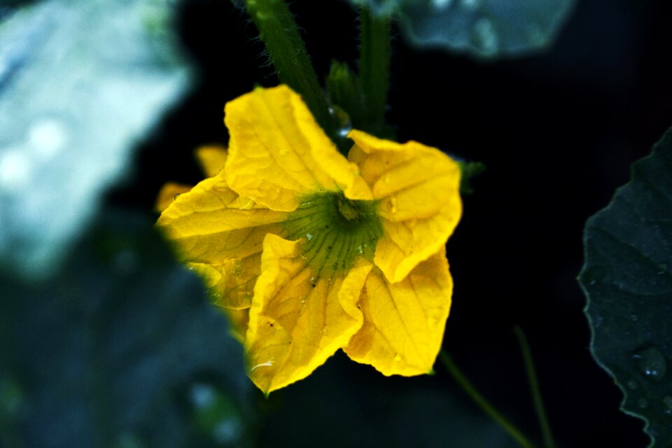 Nature flora petals