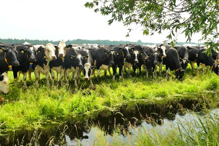 Grass farm nature photo