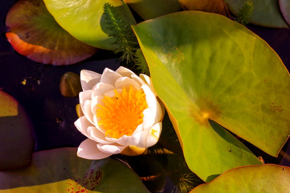Nuphar lutea leaves sunshine