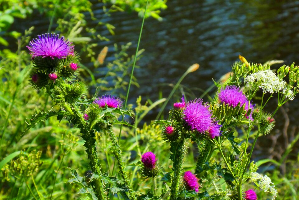 Thistle flower summer