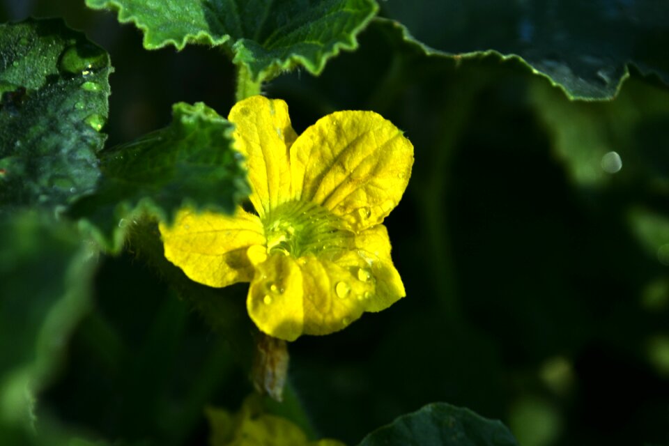 Nature flora petals