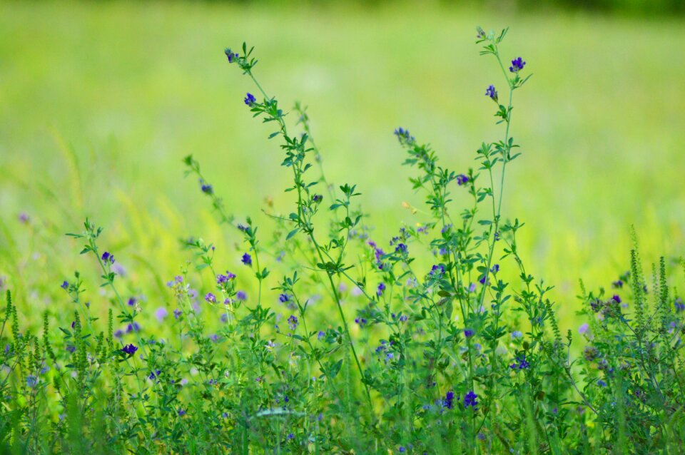 Nature green summer