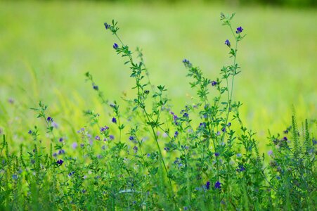 Nature green summer
