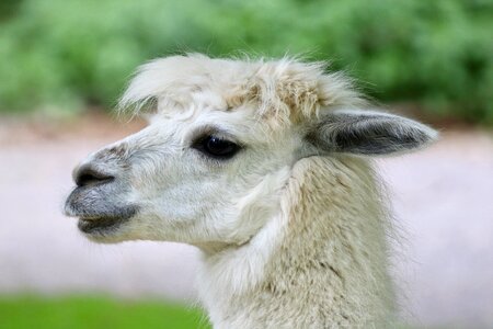Alpaca zoo animals