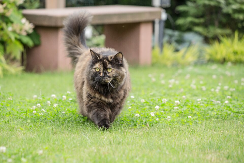 Grass animal mammal