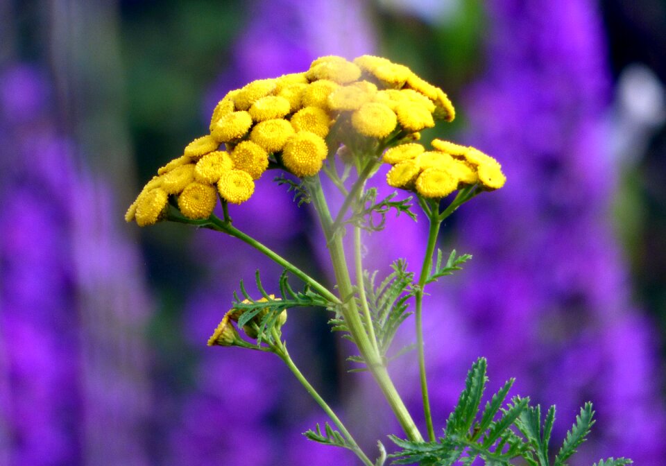 Nature yellow lilac nature