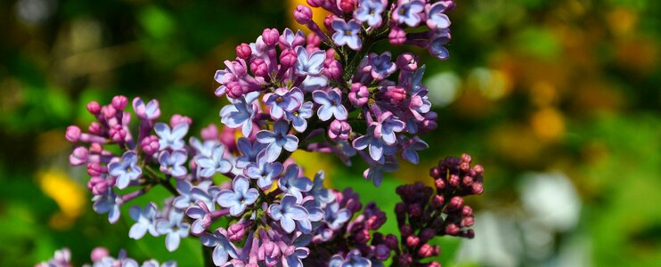 Lilac blue garden photo