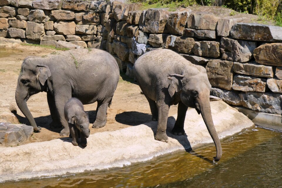 Moederzorg mammals belgium