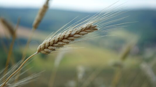 Agriculture gain in rural areas photo