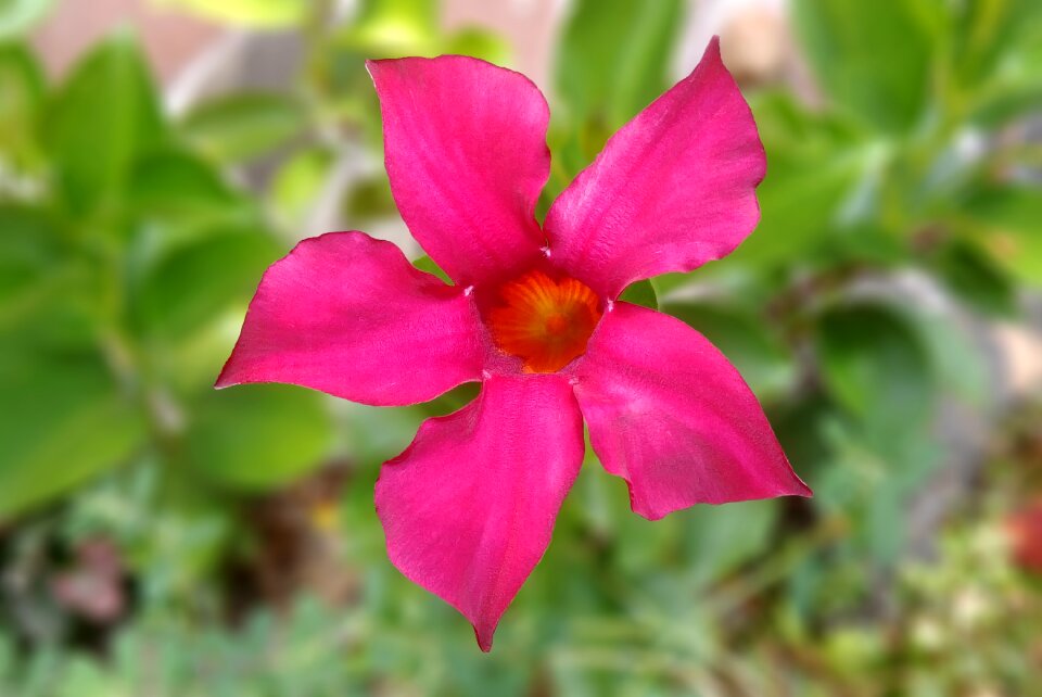 Morning glory red red flowers