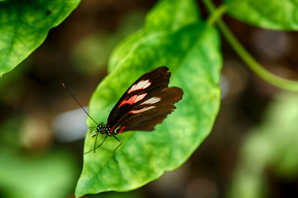 Insect tropical macro