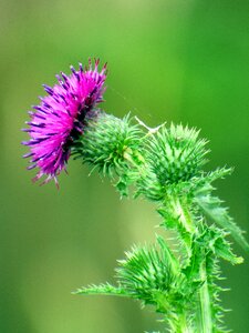 Plants summer bees photo