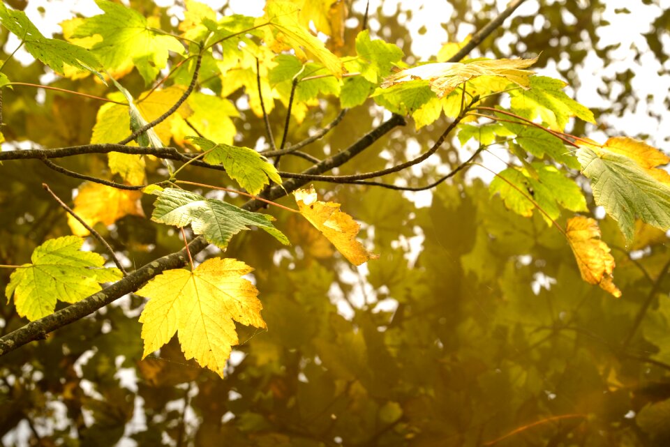 Nature leaves tree