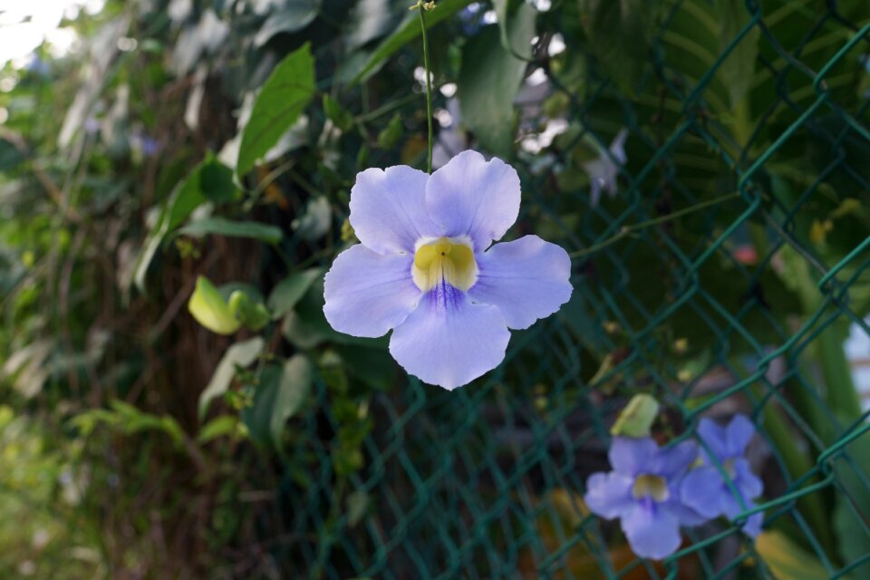Nature floral fence