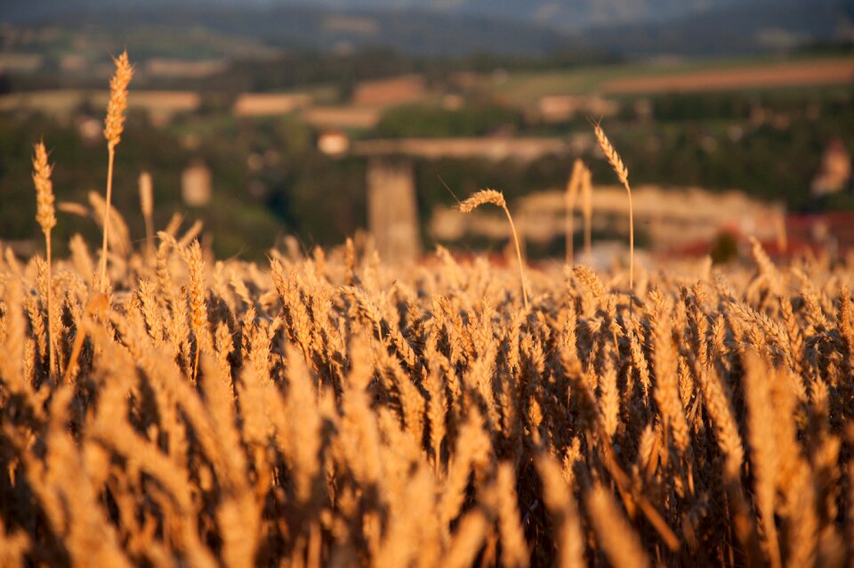 Wheat summer agriculture