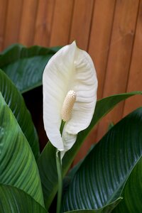 Naturaleza tropical plant