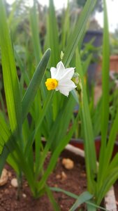 White flower brown