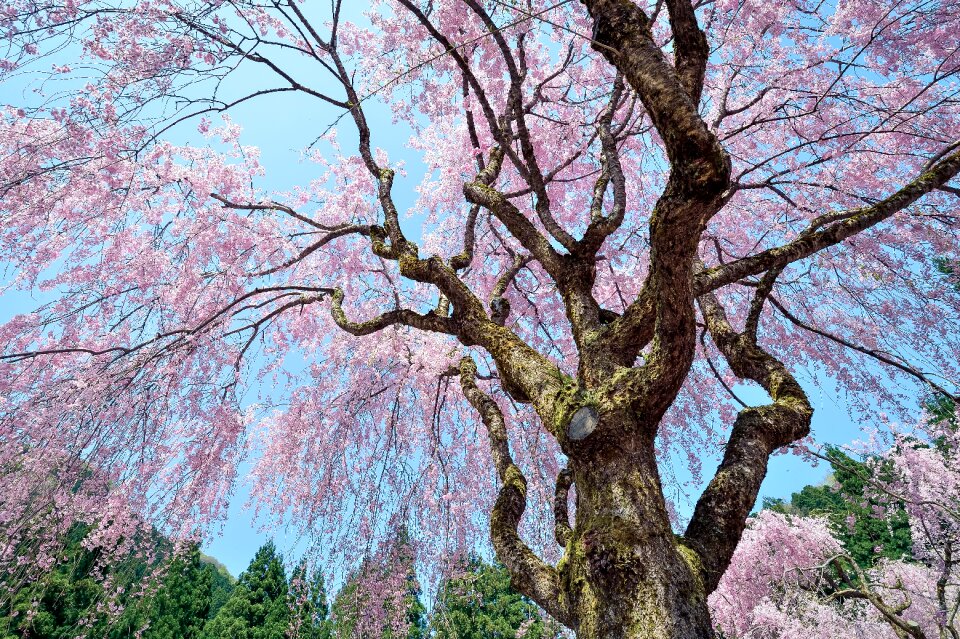 Outdoors wood spring photo