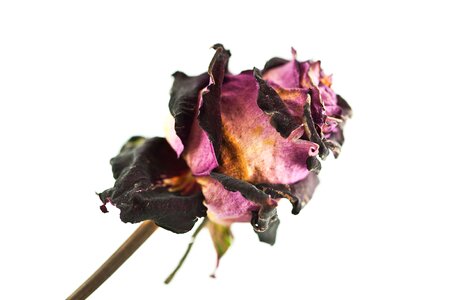 Flower macro rose photo