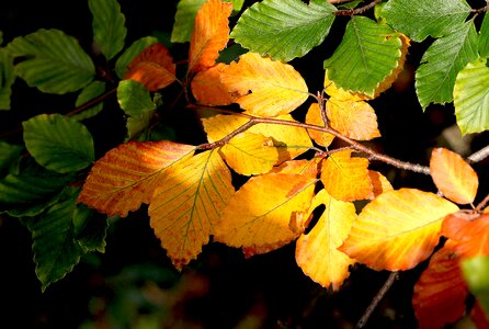In the fall colored leaves