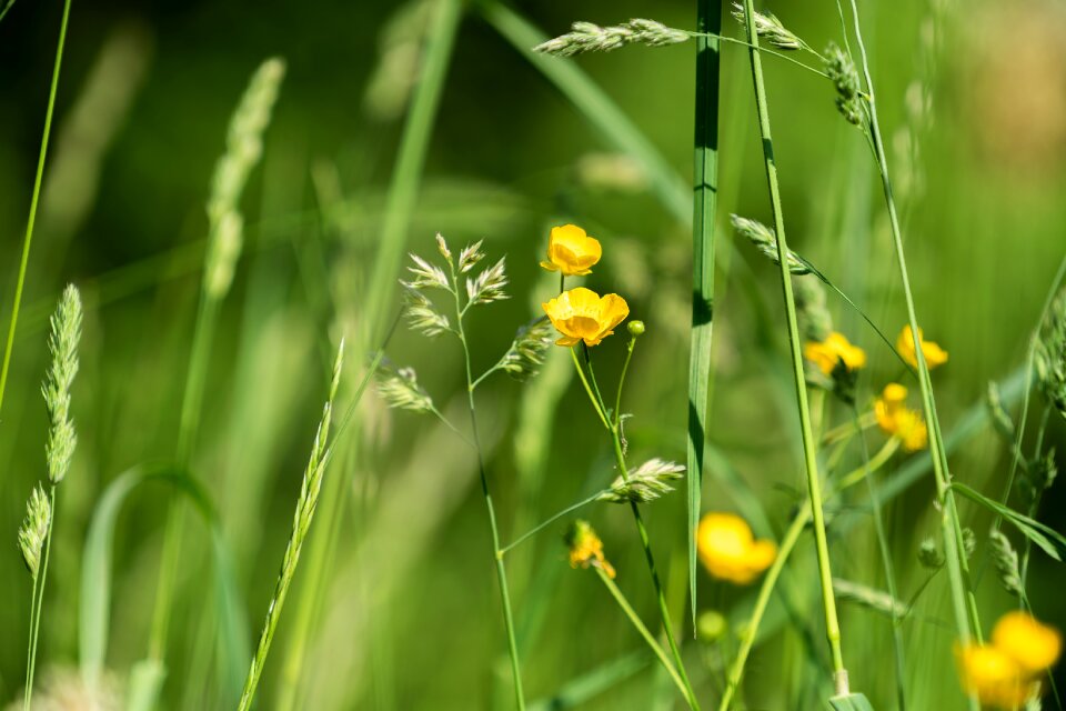 Beautiful flower nature flower of course