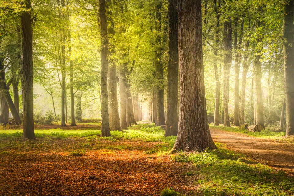 Nature landscape tree