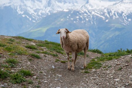 Field nature livestock photo